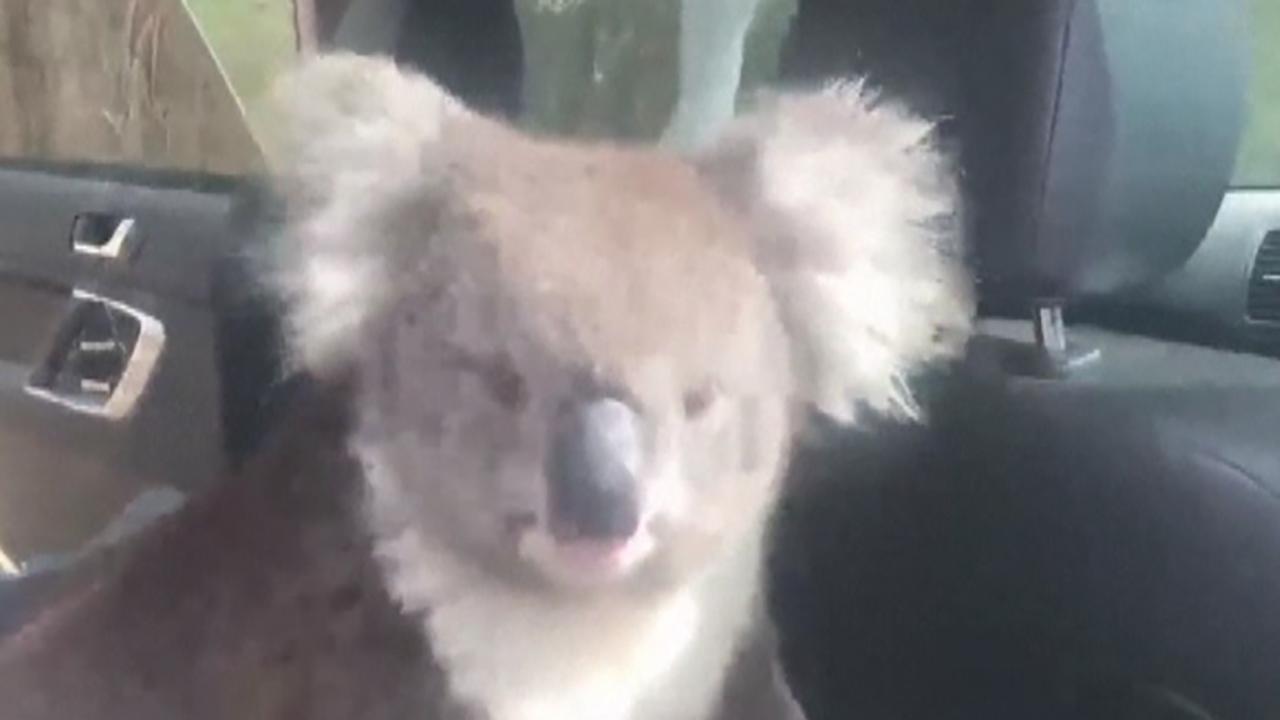 Koala cools off in air-conditioned car in Adelaide, Australia