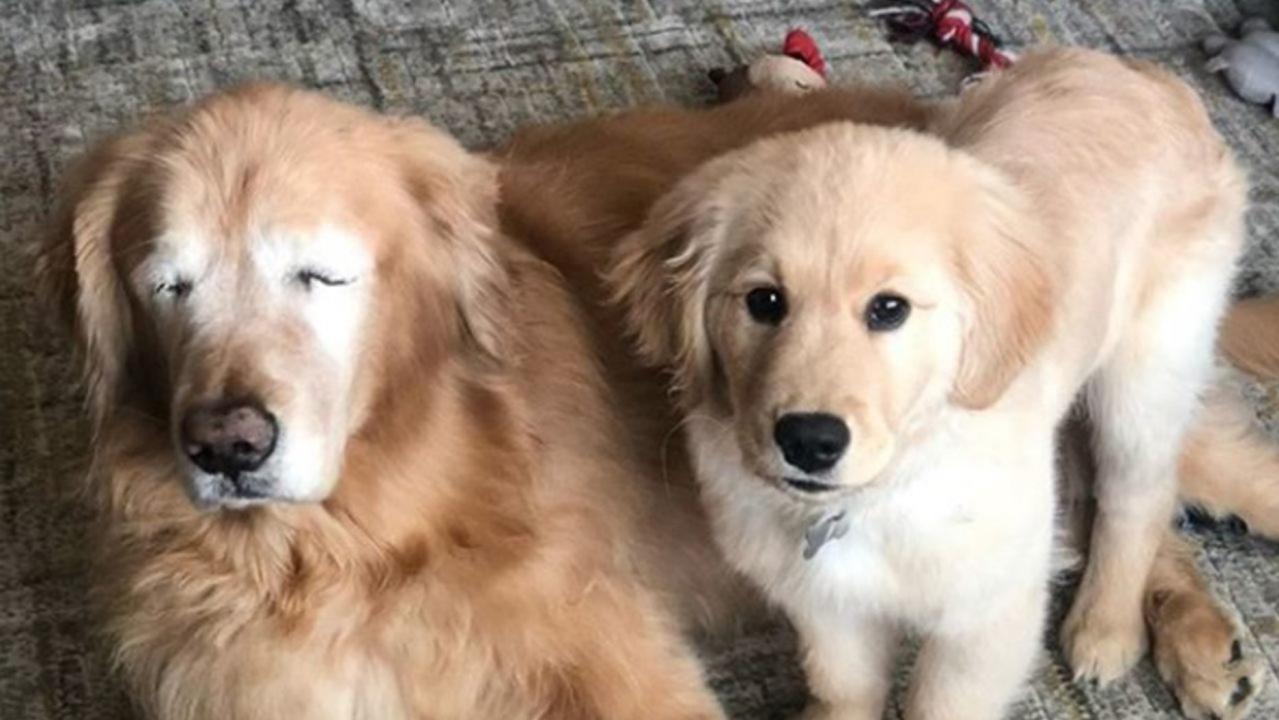 Senior dog gets ‘seeing-eye puppy’