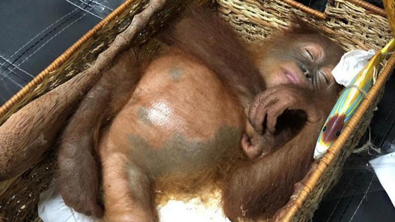 Man arrested at airport for smuggling orangutan in luggage
