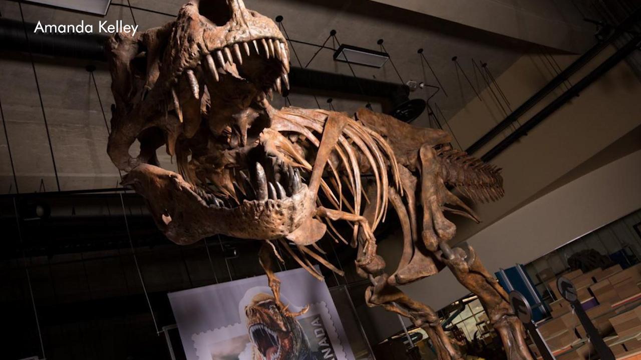 Largest Tyrannosaurus rex skeleton found in Canada