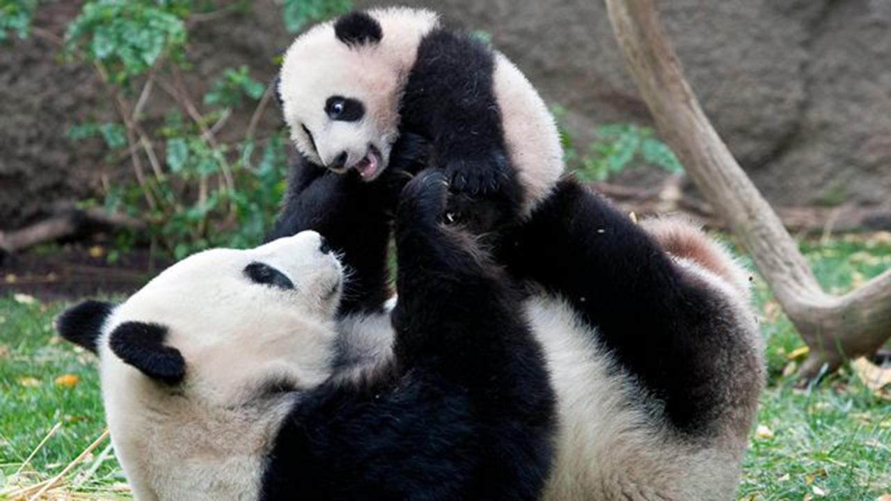 San Diego Zoo's last giant pandas to depart for China