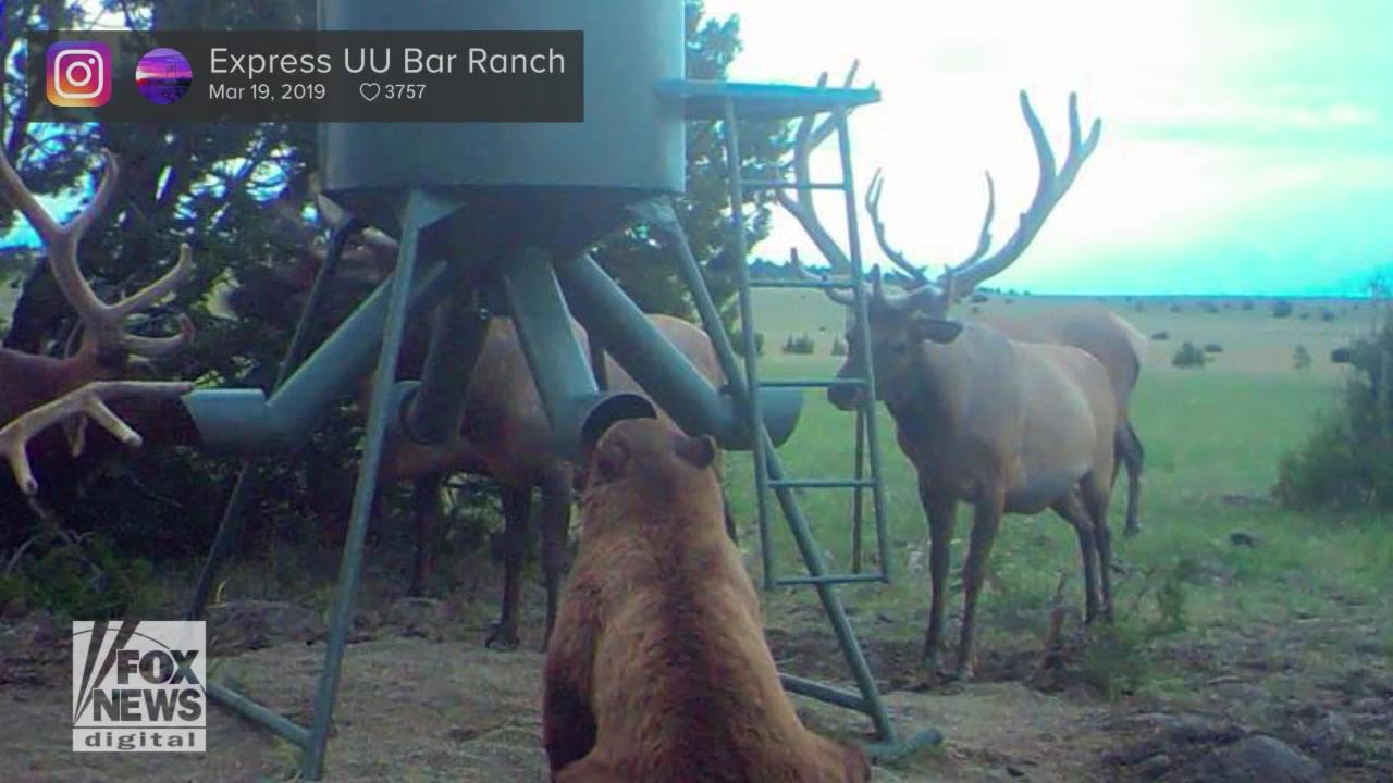 Bizarre photo of a bear surrounded by elk goes viral