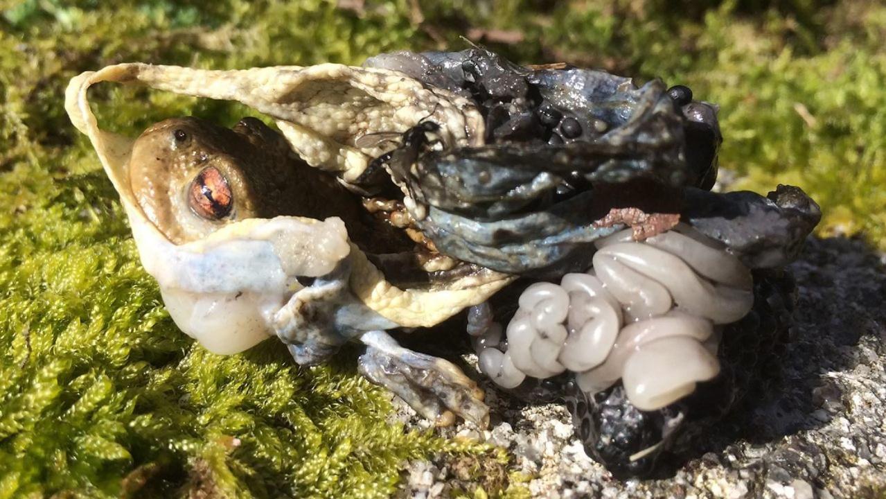 Warning graphic image: Gruesome pic shows toad turned inside out by mysterious predator