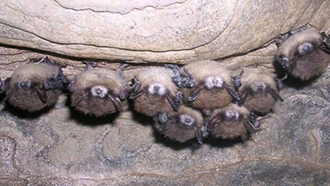 Bats in Minnesota dying from ‘white-nose syndrome’