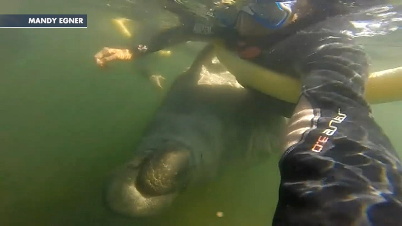 Manatee appears to hug a snorkeler in Florida river