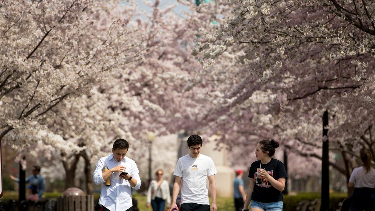 Visitors flock to Washington as iconic cherry blossom trees hit peak bloom