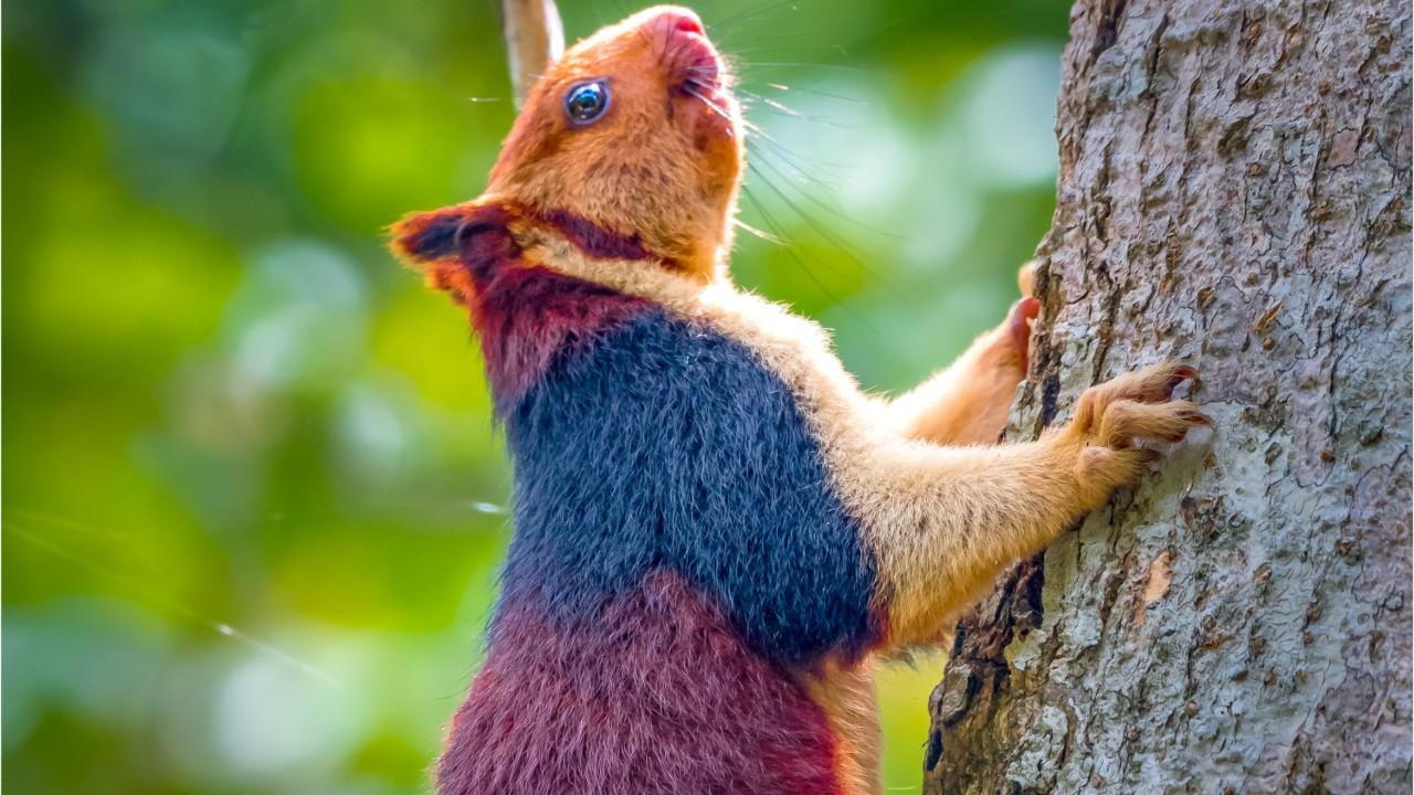 Amazing giant multicolored squirrels caught on camera