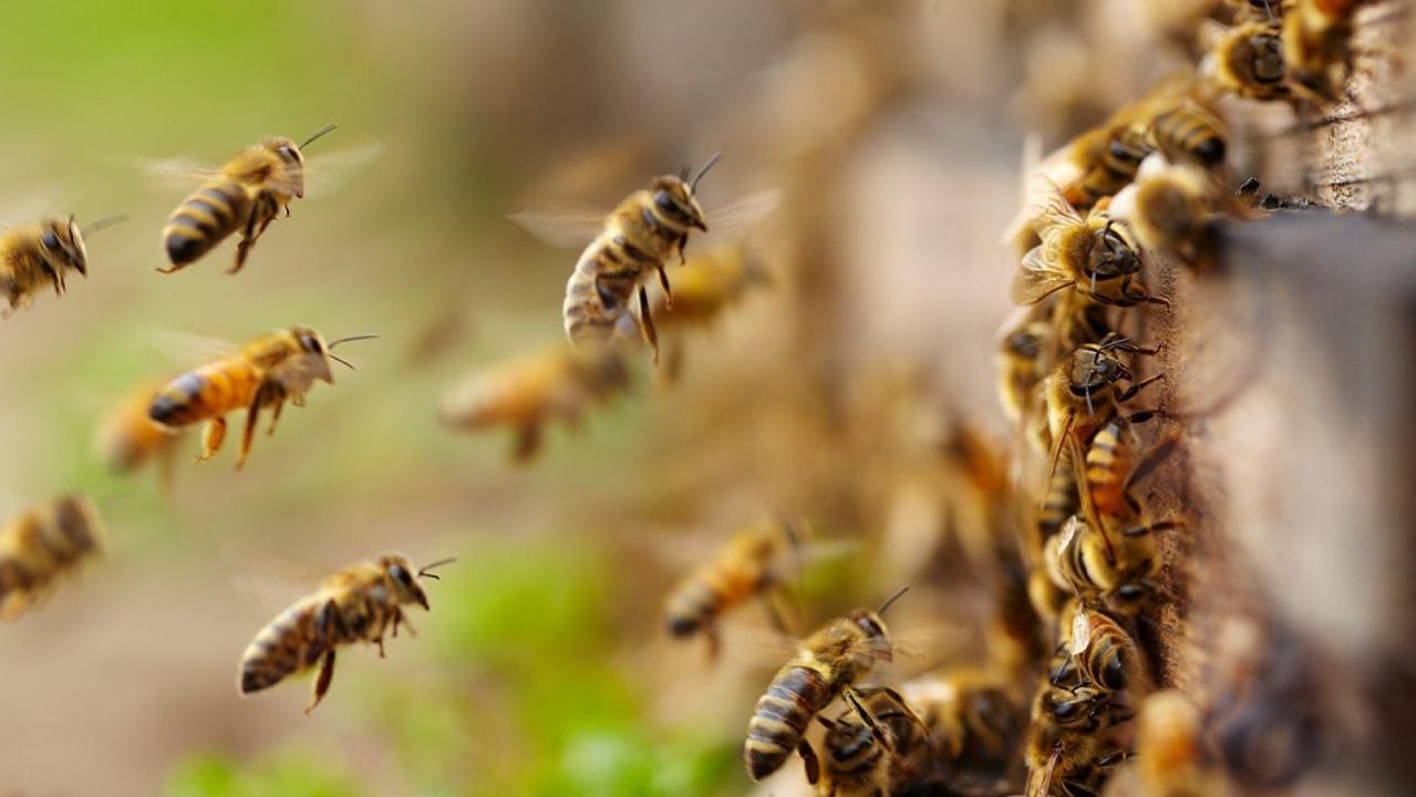 Police: A man was killed at his home after being attacked by a swarm of bees in Arizona