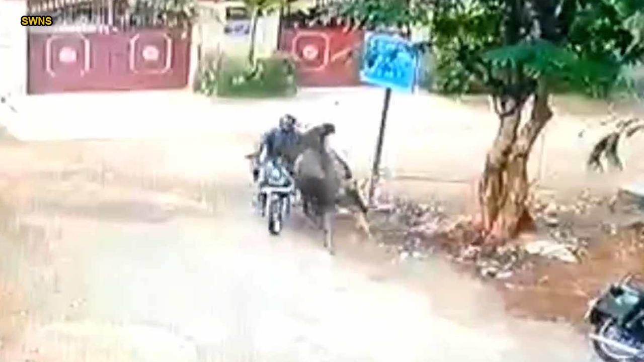 Motorcyclist survives head-on collision with charging bull