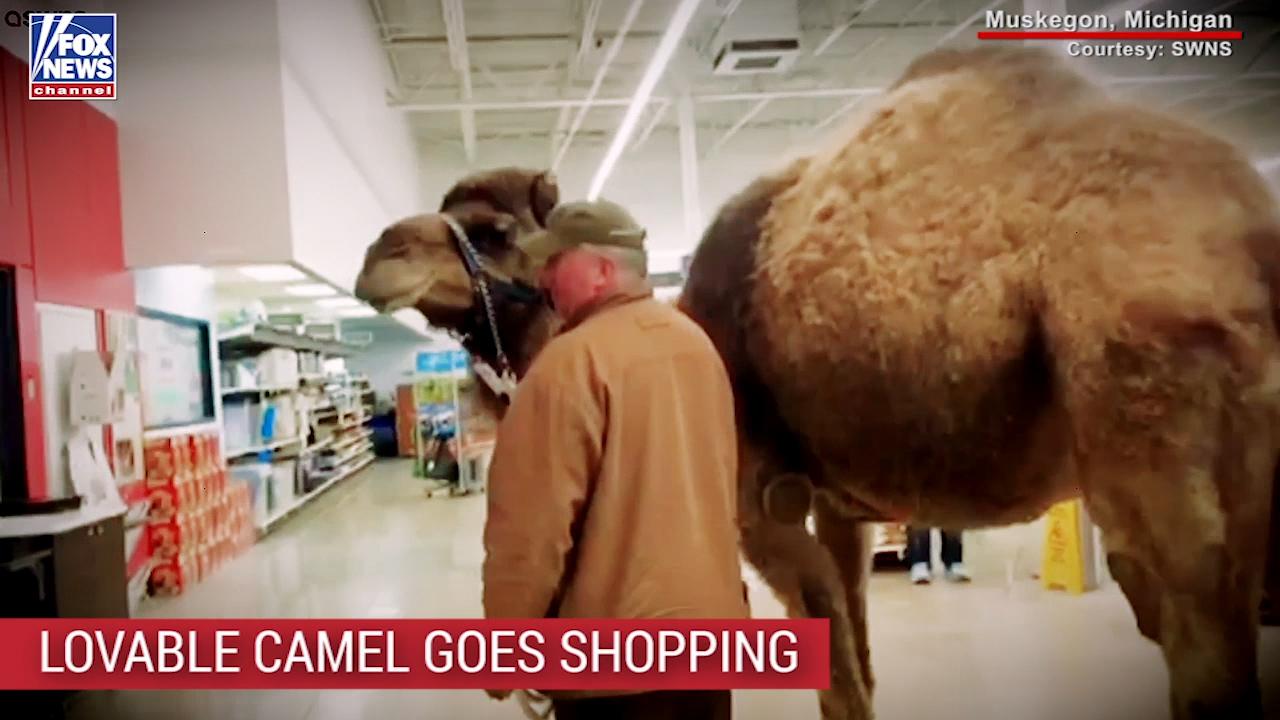 Man takes pet camel for ‘shopping expedition’ at PetSmart