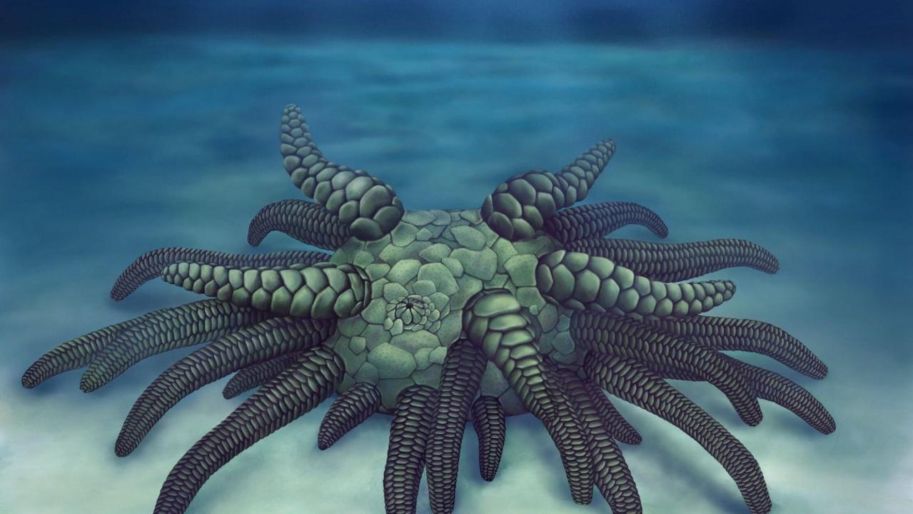 Fossilized remains of 430 million-year-old ‘sea monster’ discovered