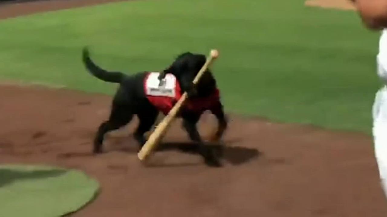 Raw video: Umpire booed after not letting team's bat dog do his job