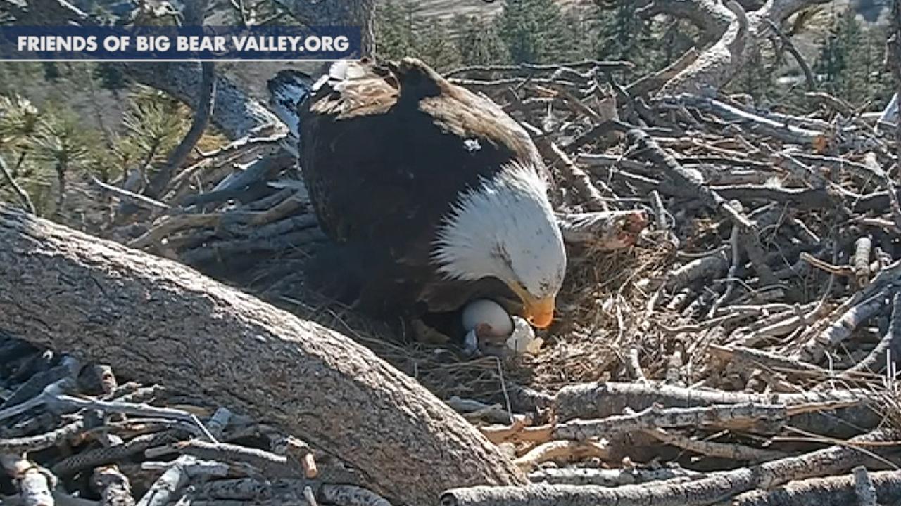 Nest cam captures bald eaglet hatch in California