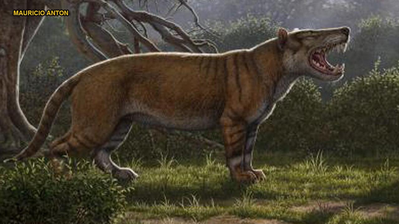 'Giant lion' fossils discovered in museum drawer