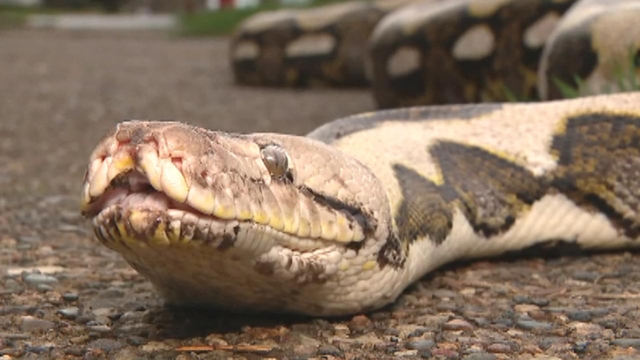 Eight-year-old python escapes owner’s cage, slithers onto garage roof