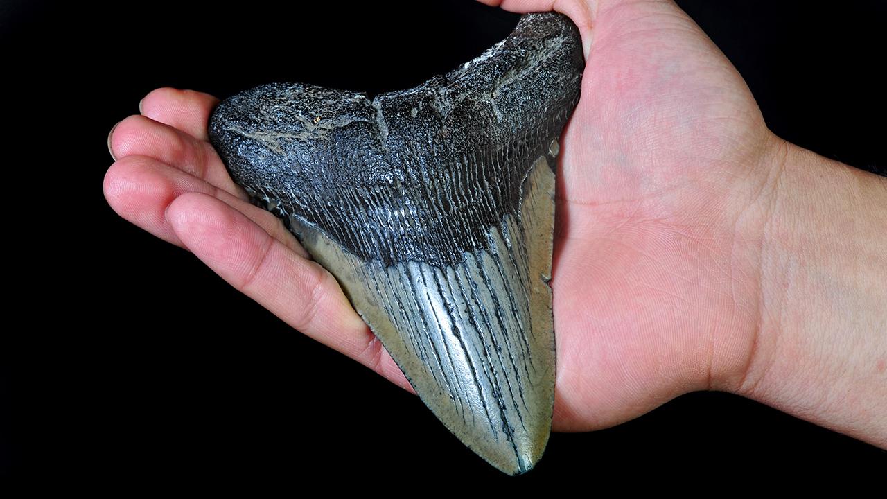 Middle school girl finds megalodon shark tooth while on spring break