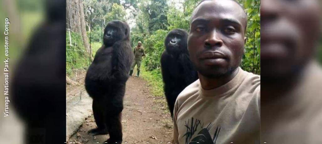 Selfie with female orphaned gorillas goes viral