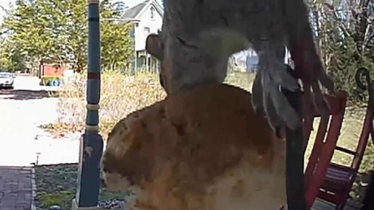 Ring device catches a squirrel  stealing a biscuit from homeowner's front porch 