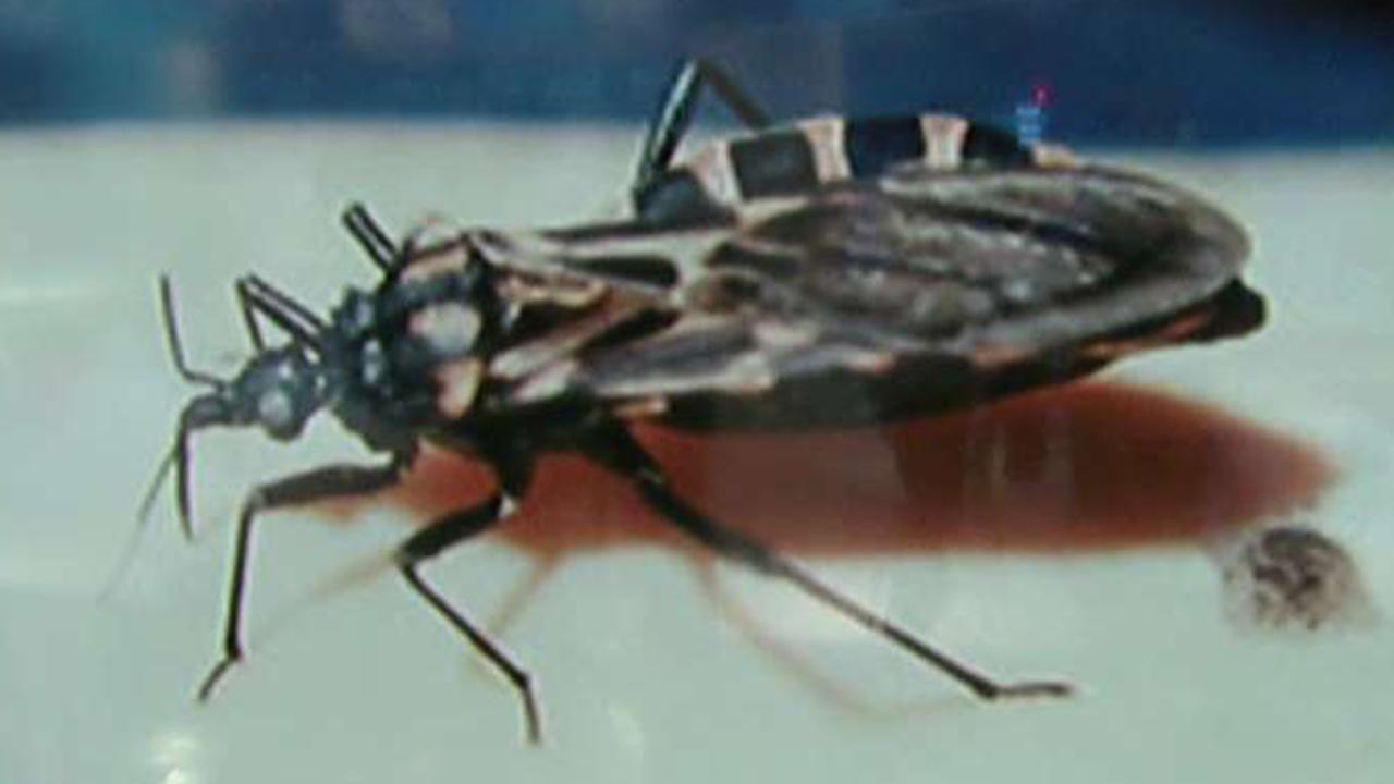 Deadly Kissing Bug Moves North Through Us Fox News Video 