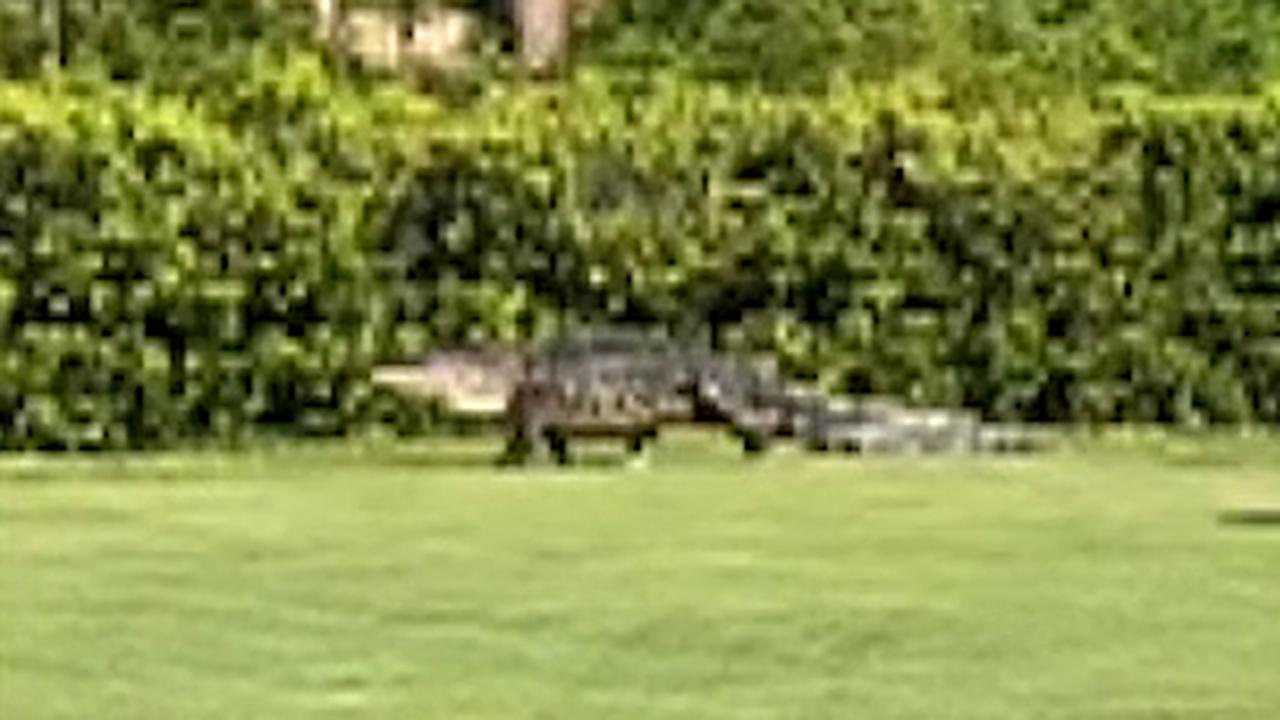 Raw video: Massive alligator makes an appearance at South Carolina golf course