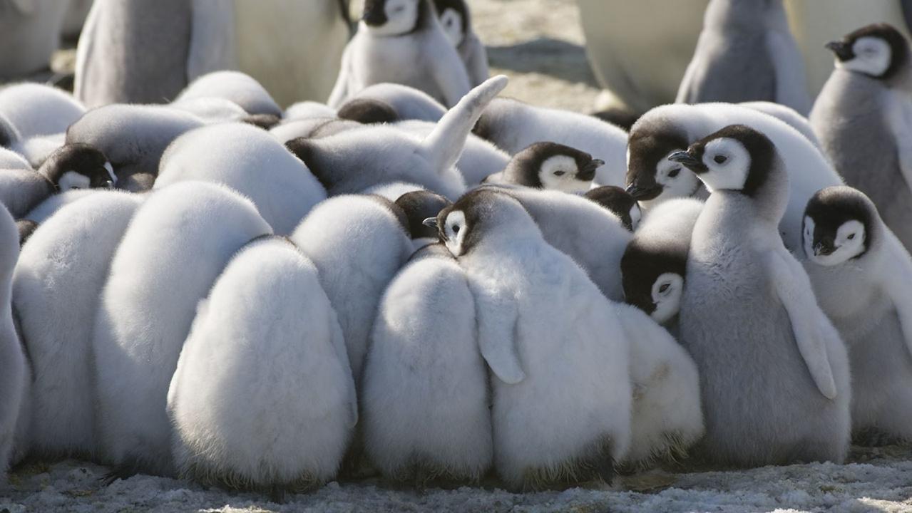 Tragic report reveals thousands of Emperor penguin chicks from Antarctica virtually disappeared overnight