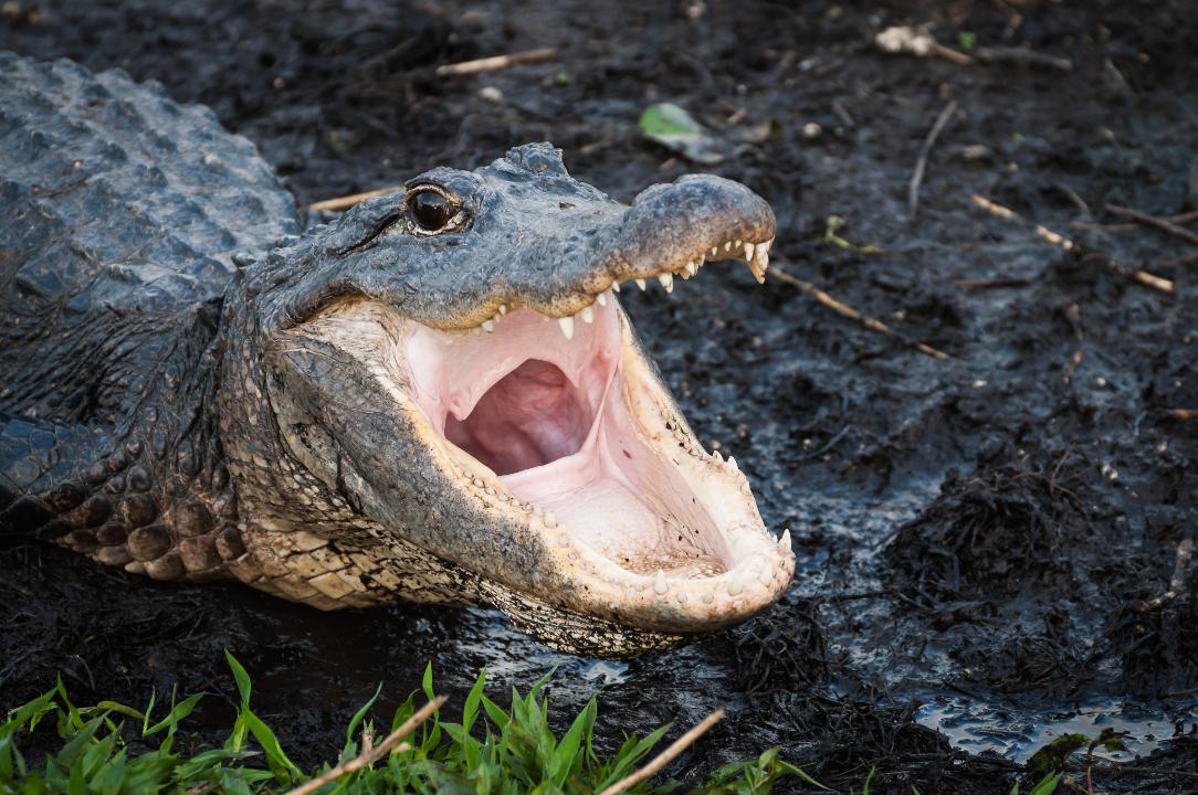Alligator surprises homeowner, bangs on glass