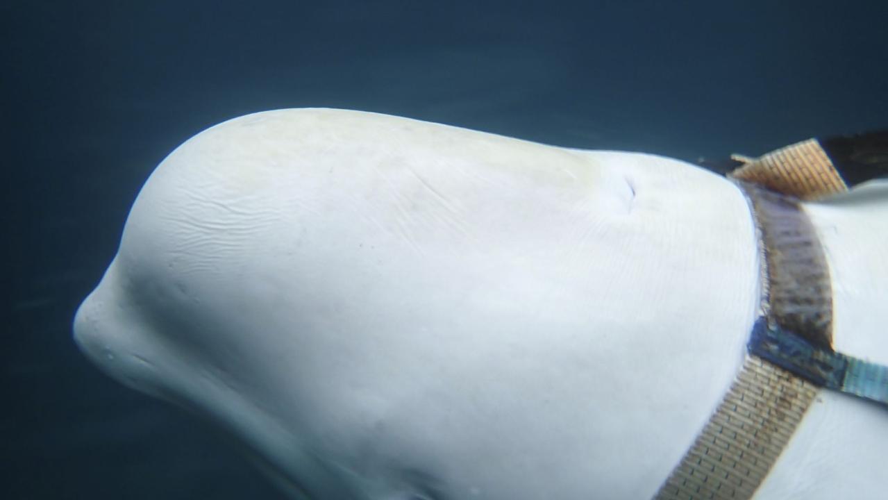 Experts say white beluga whales are potentially being used as Russian military ‘spies’