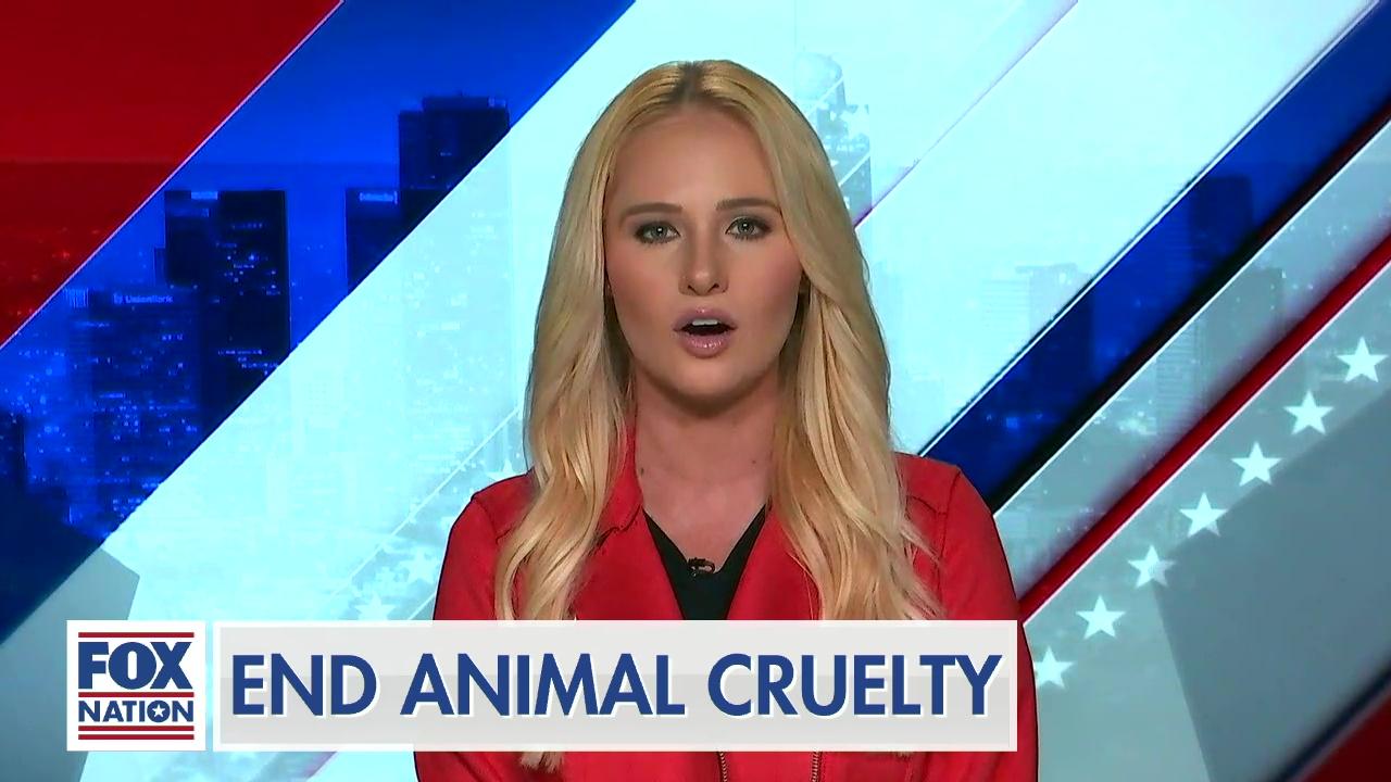 Tomi calls for an end to animal cruelty