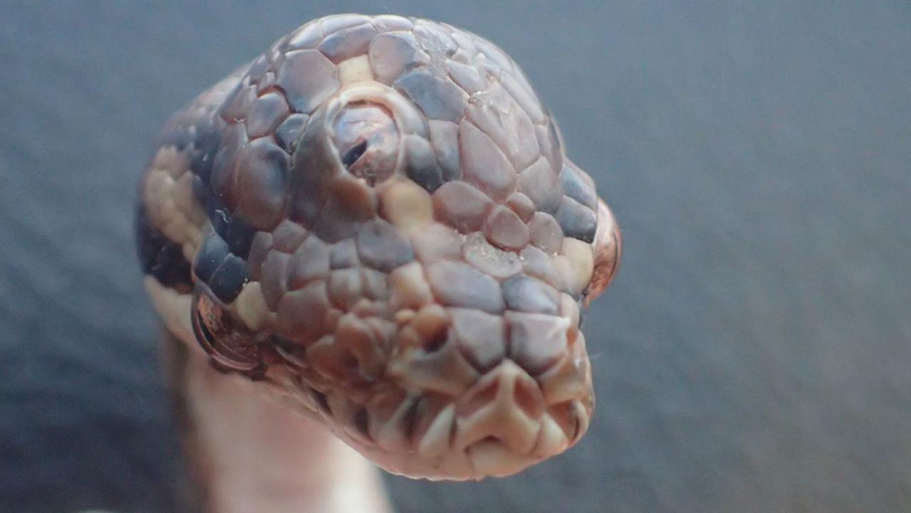 Mutant snake with three working eyes found in Australia