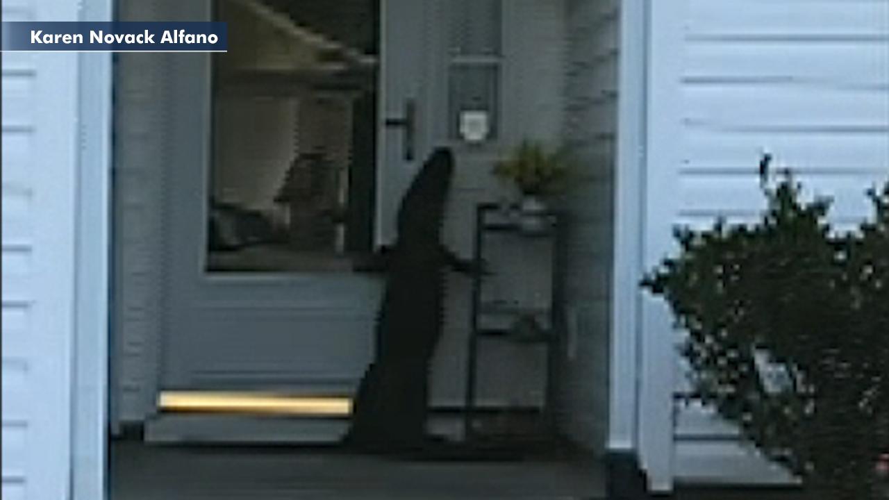Alligator appears to ring doorbell as shocked homeowner looks on in South Carolina
