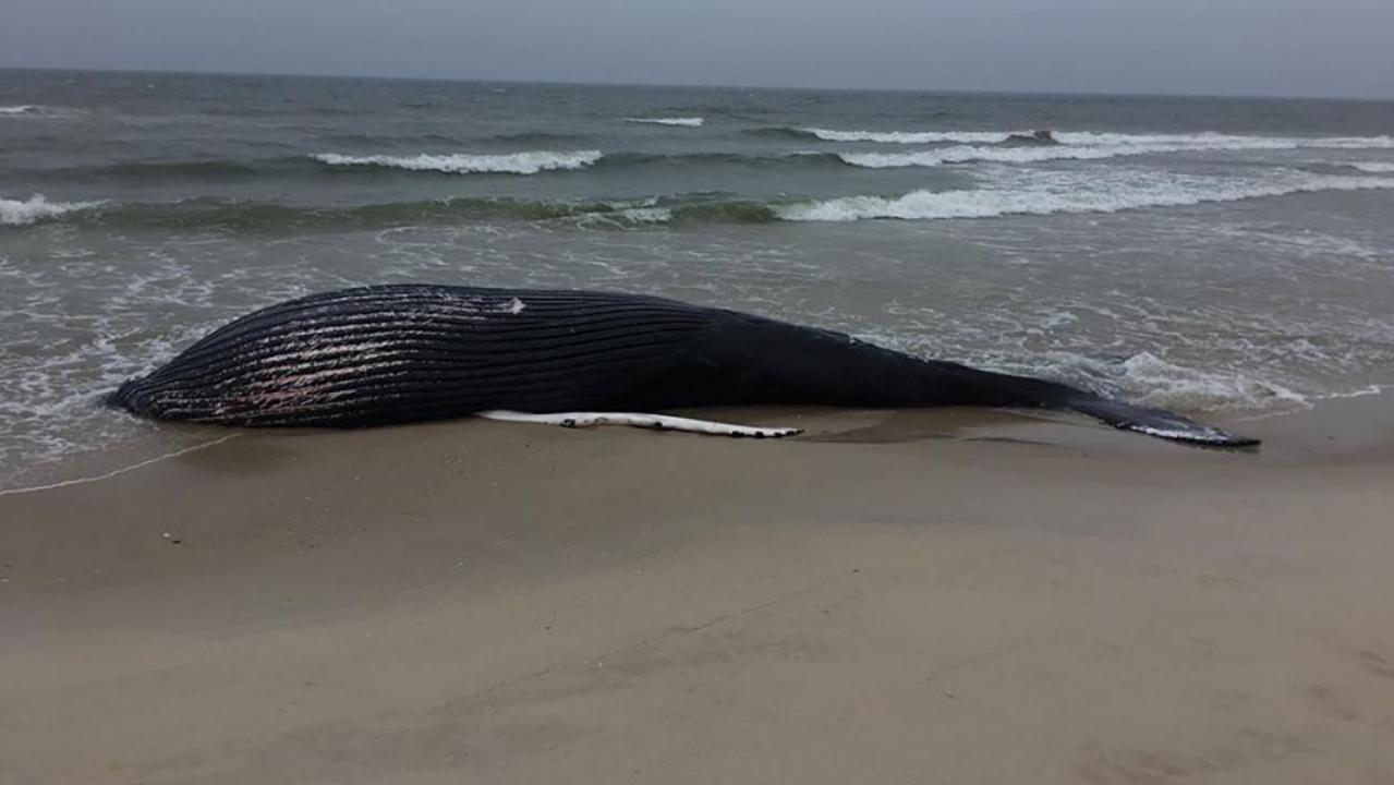 Dead 37-foot humpback whale washes up on New York beach in state’s first stranding of year: officials