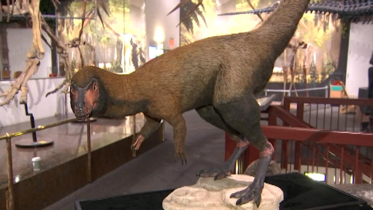 Scientists identify smaller cousin of 9-ton Tyrannosaurus rex