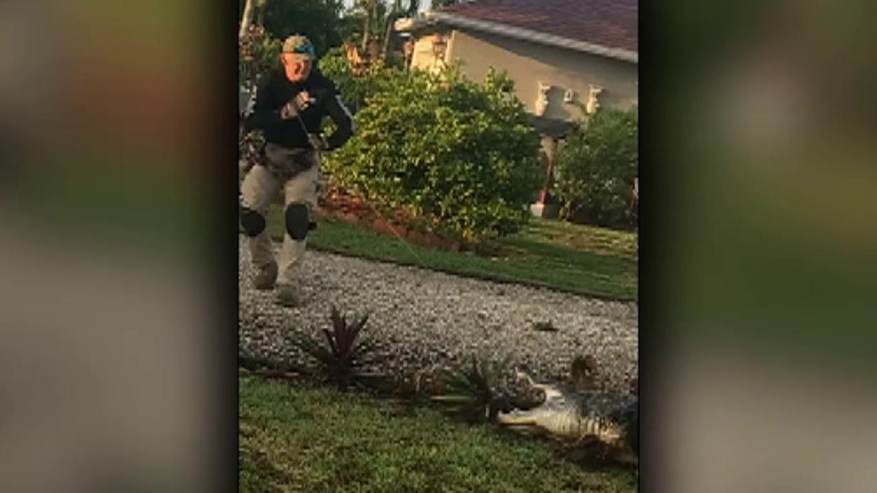 Raw video: Alligator wrangled by police officers next to school bus stop	