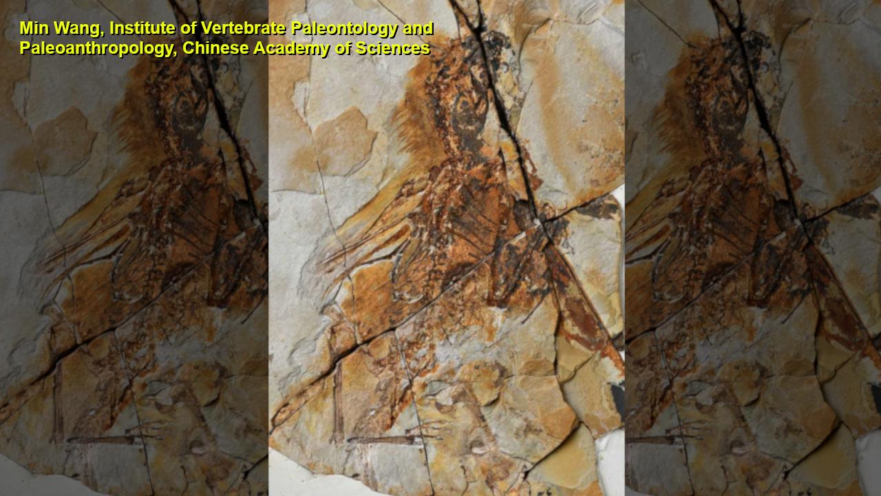Bat-winged dinosaur discovered in China