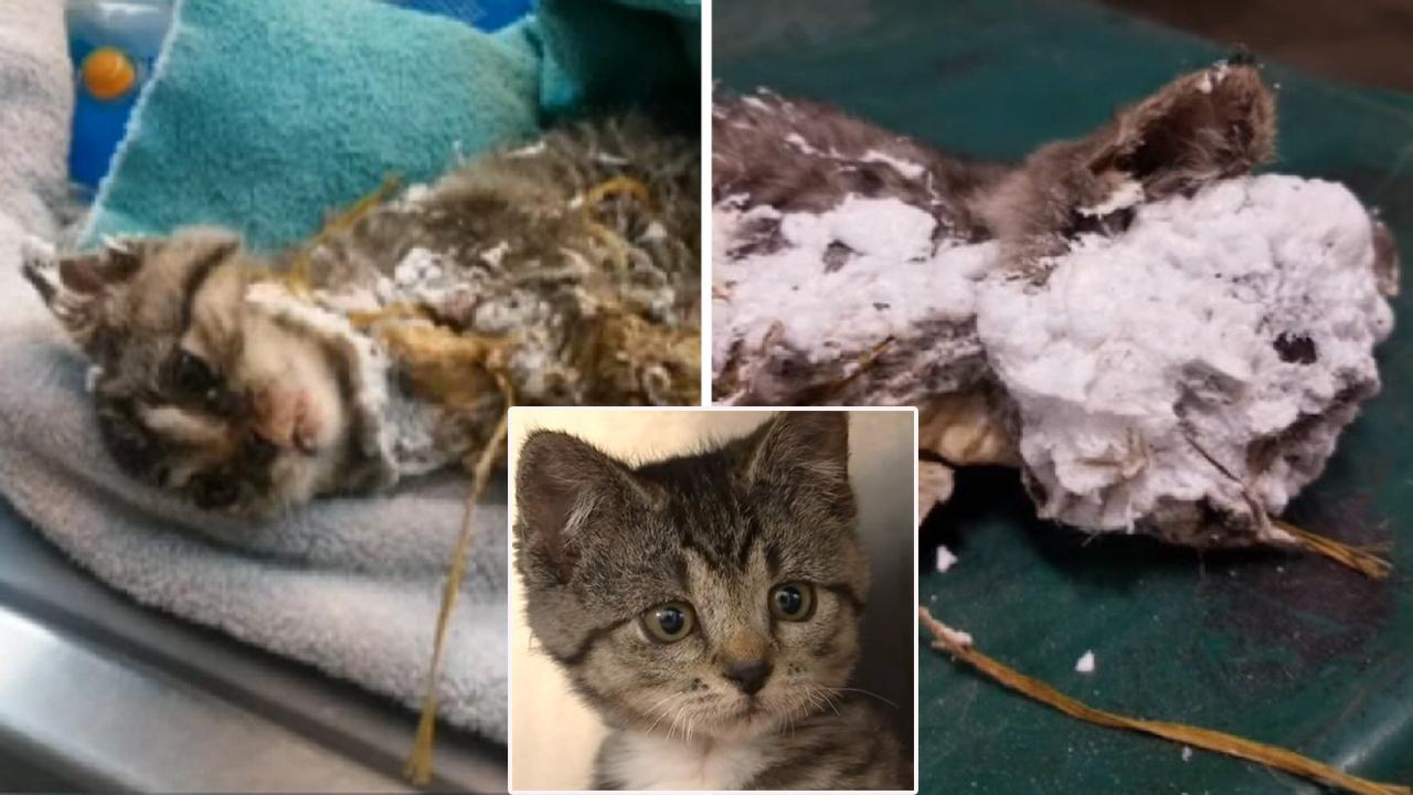 Kitten found encased in spray foam and trapped in garbage can