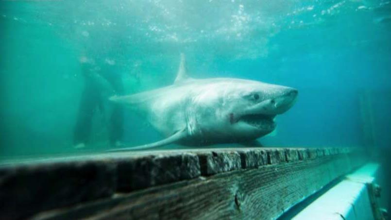 Great white shark tracked in Long Island Sound