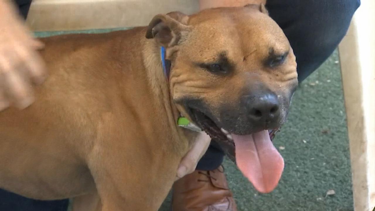 Dogs saved from fighting ring find new home in Arizona