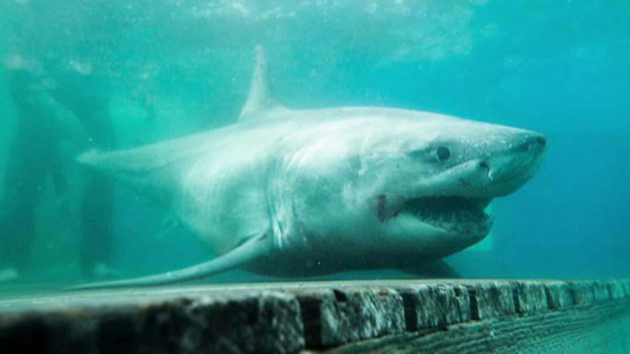 Great white shark tracked to Long Island Sound for first time