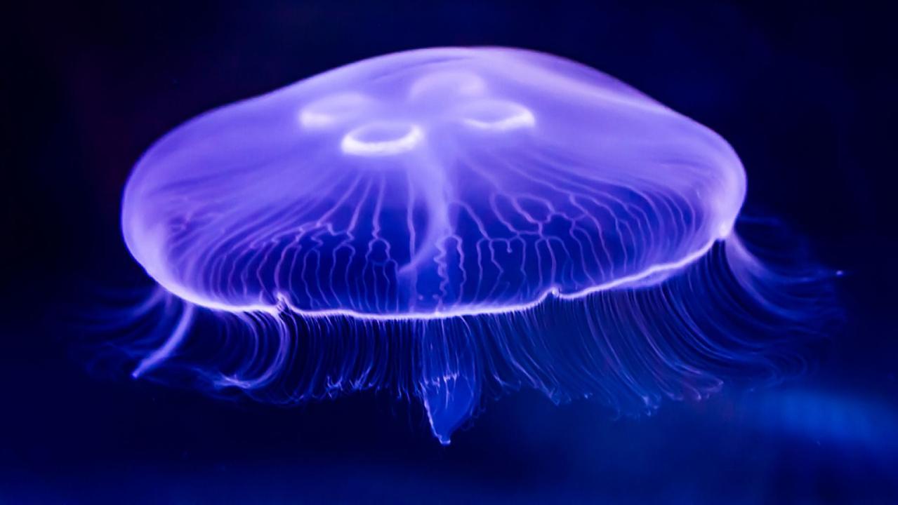 Toxic jellyfish found along Jersey shore