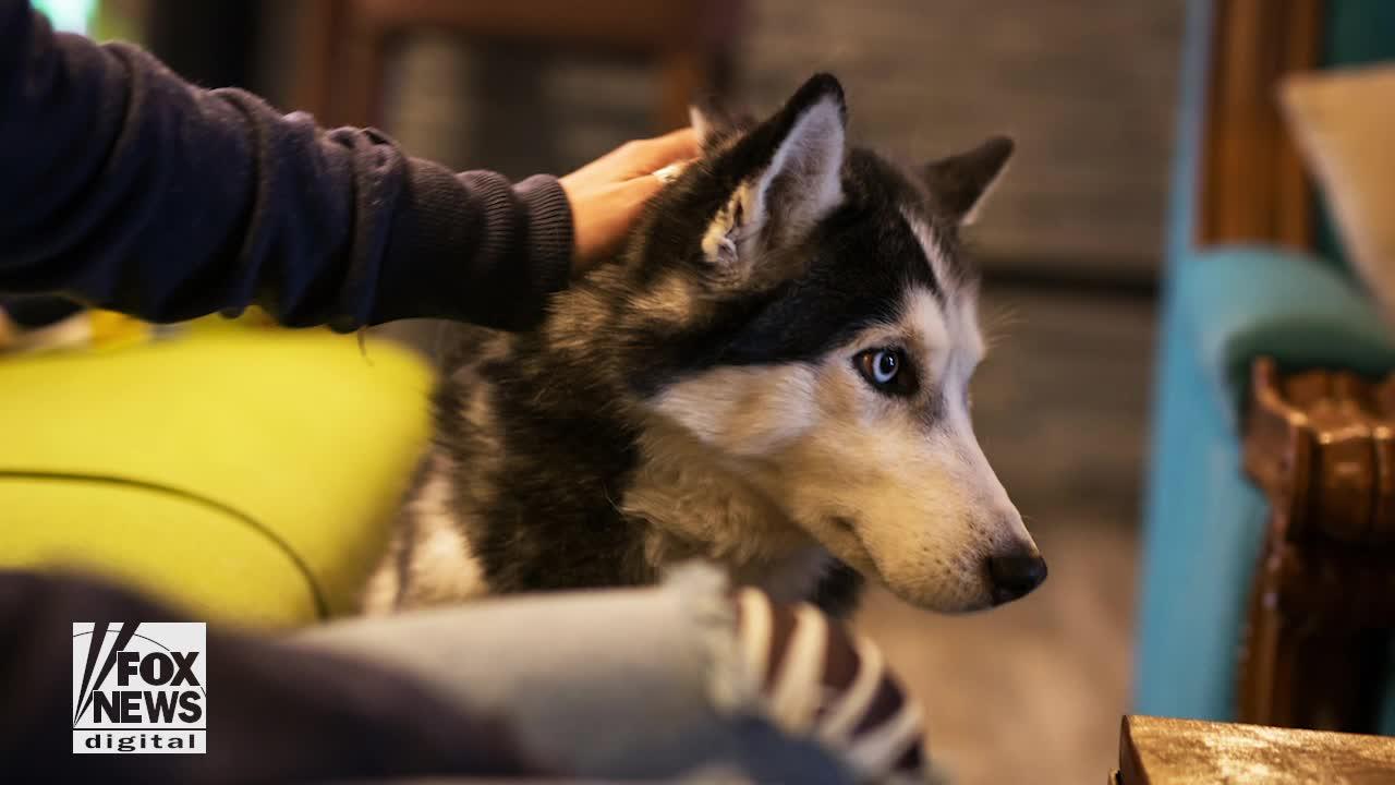Siberian Husky sniffs out owner's cancer three times