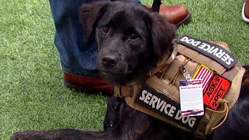 How veterans and their animal companions are saving each other