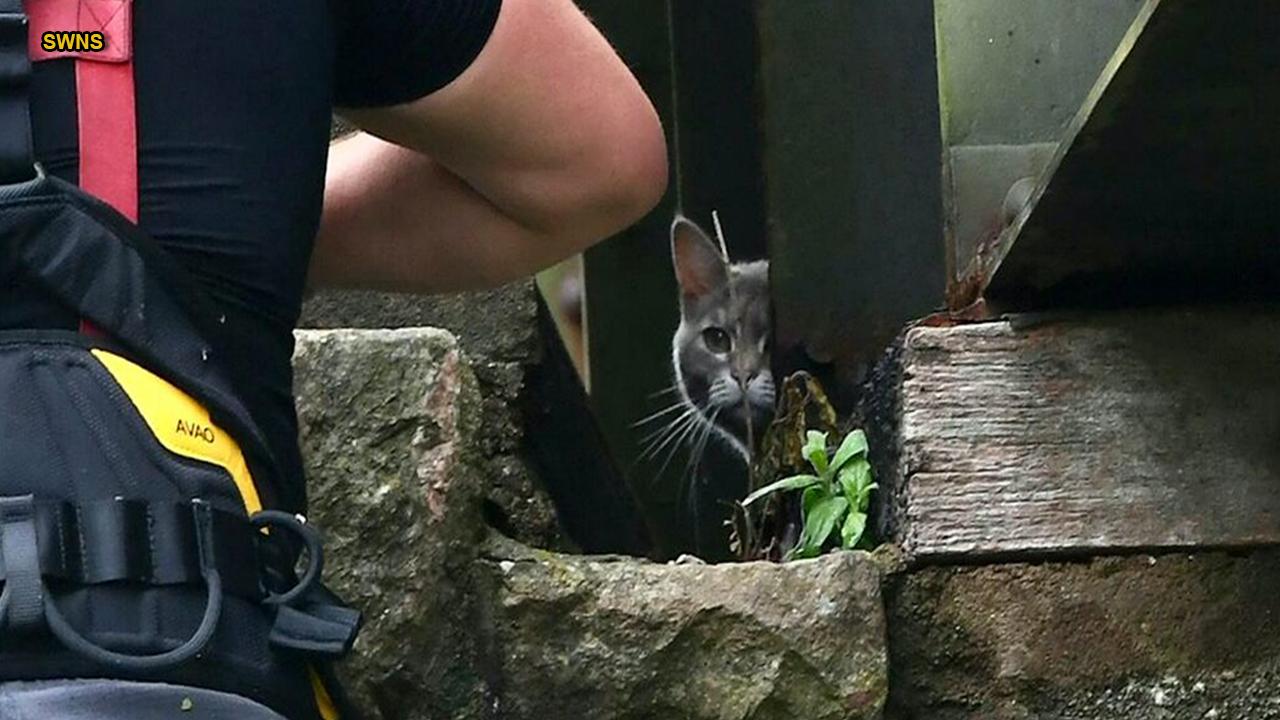 Trapped cat wanders home after failed $7,500 rescue mission 