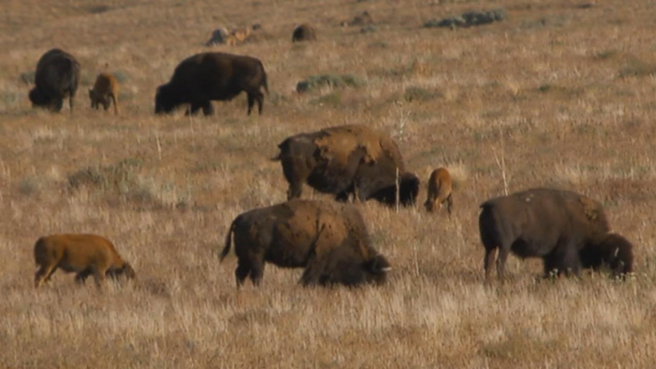 911 calls released from bison attack in Utah