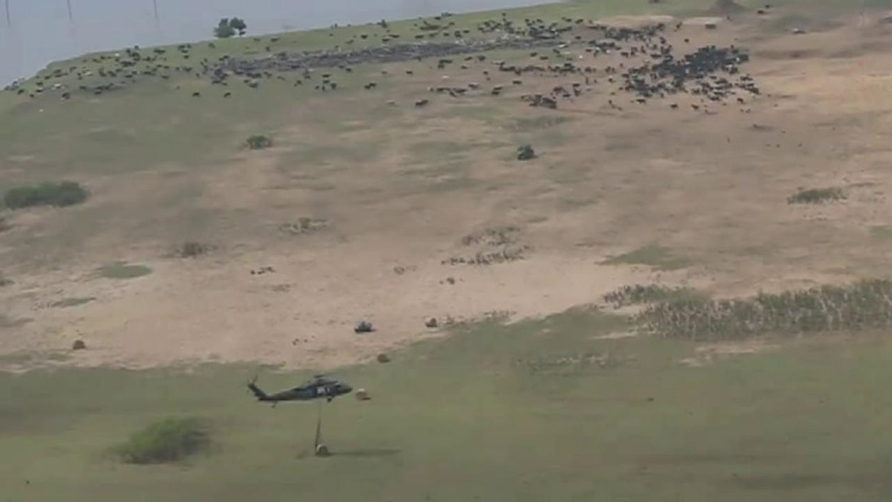 Raw video: Arkansas National Guard airdrops bales of hay to stranded cows	