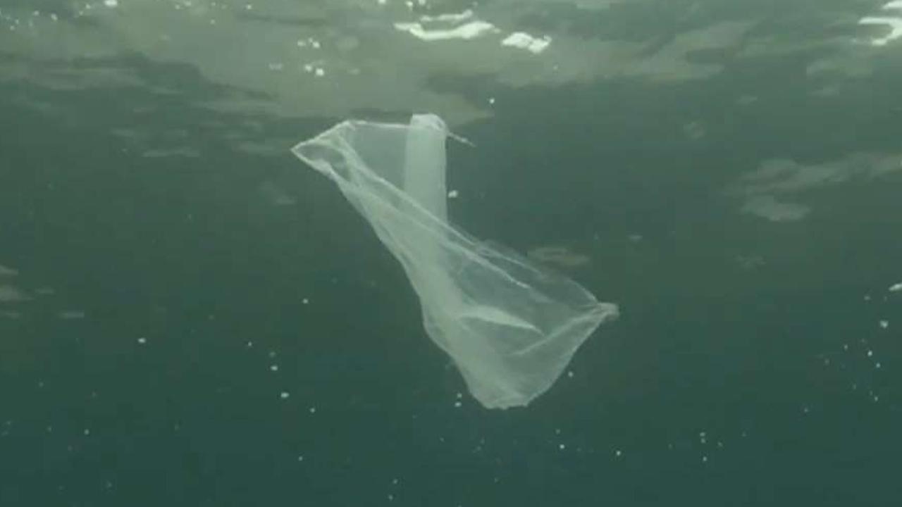 Study finds microplastics in all surveyed sea creatures, moving through the food chain