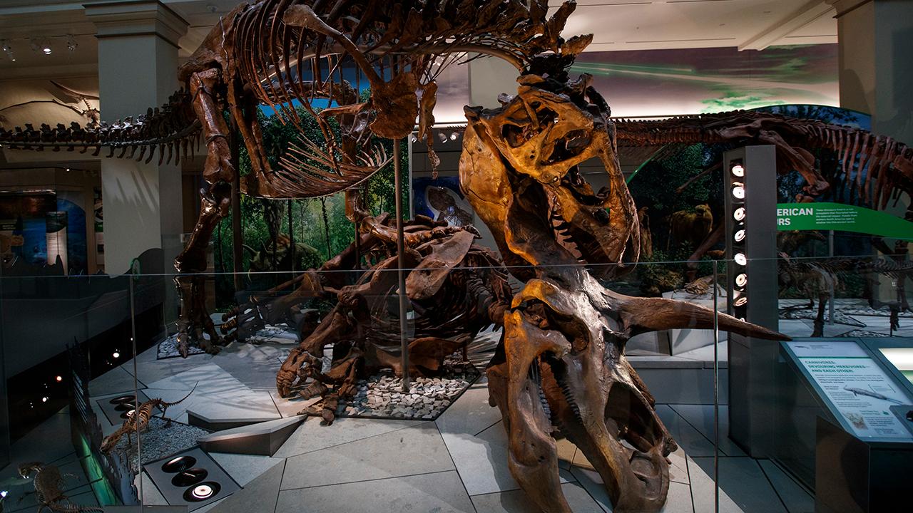 Inside the Smithsonian National Museum of Natural History's newly renovated dinosaur hall