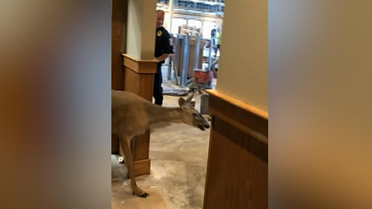 Deer escapes after wandering into restaurant under construction