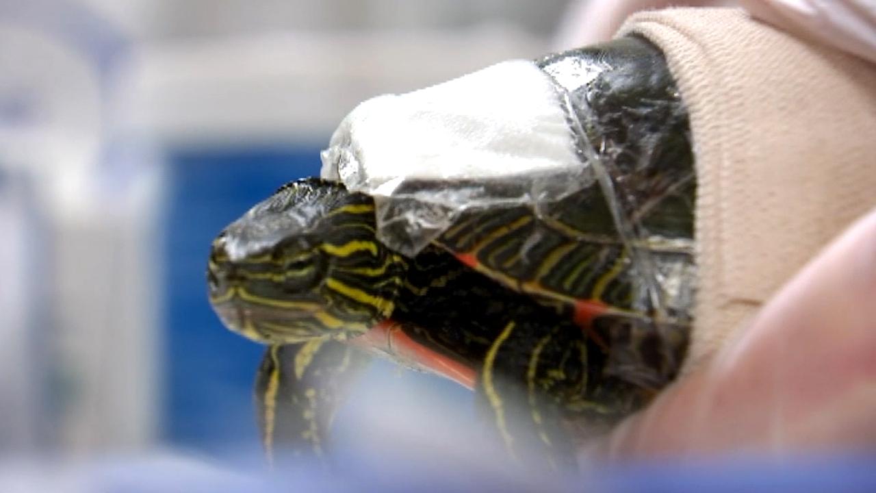 Non-profit works to save turtles injured on Minnesota roadways
