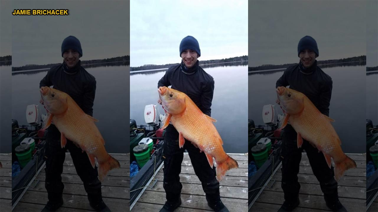 Biologist identifies fisherman's catch as rare, orange and possibly 110-year-old buffalofish