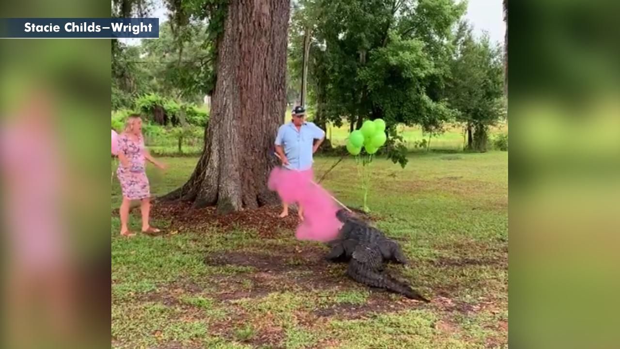 Florida couple uses pet alligator in gender reveal